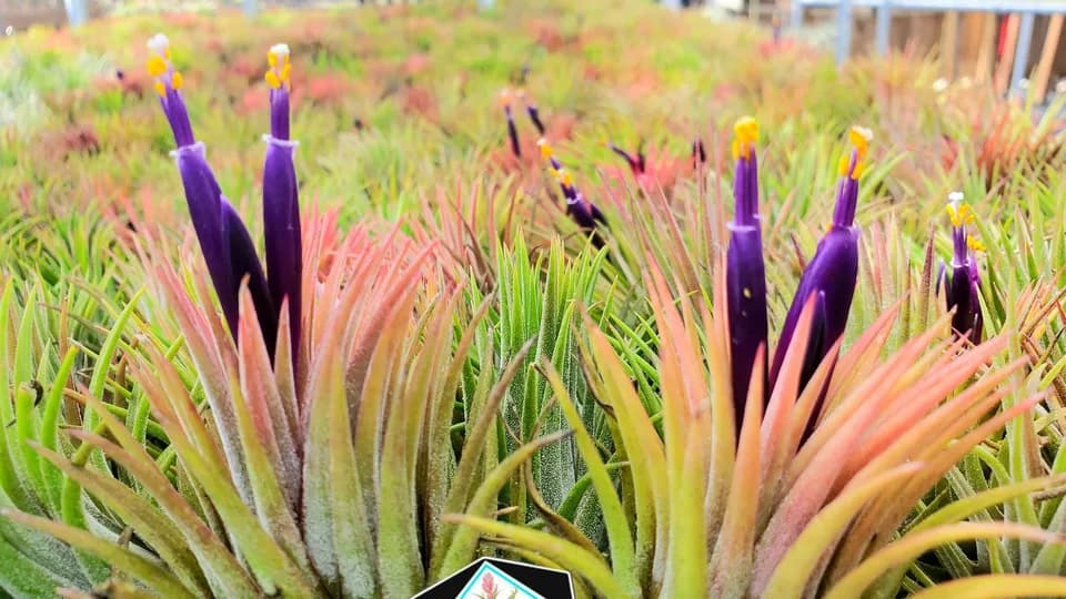 Air Plant Emporium by Twisted Acres plant shop in Fort Myers, Florida