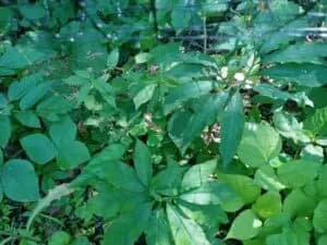 BluPrairie Native Plant Nursery plant shop in Watertown, Minnesota