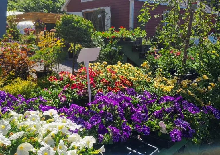 Buzz and Thrive Gardens plant shop in Leominster, Massachusetts