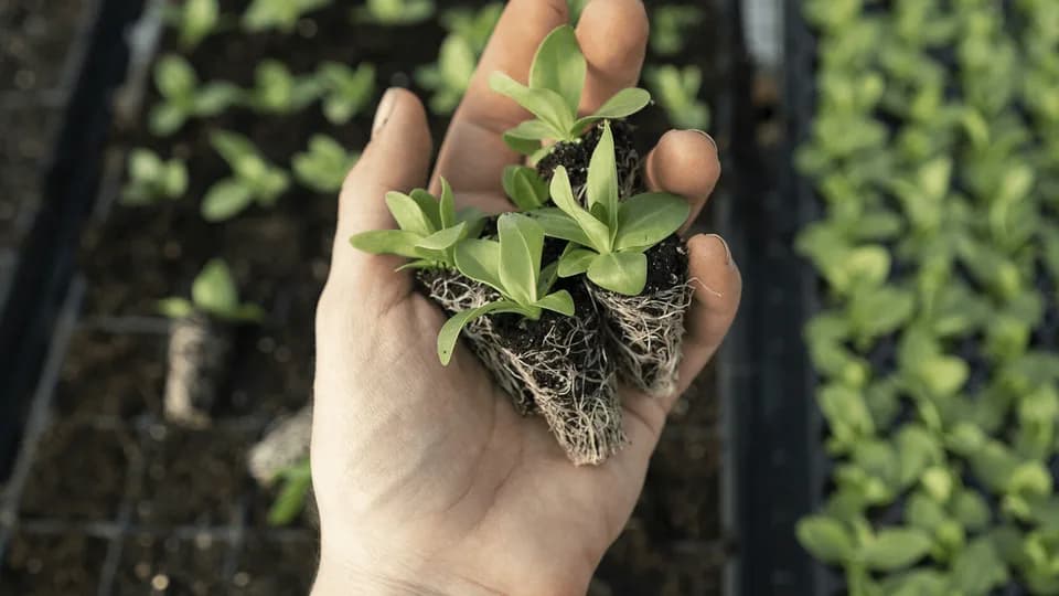 Collentro Horticultural Growers and Nursery plant shop in Lexington Park, Maryland