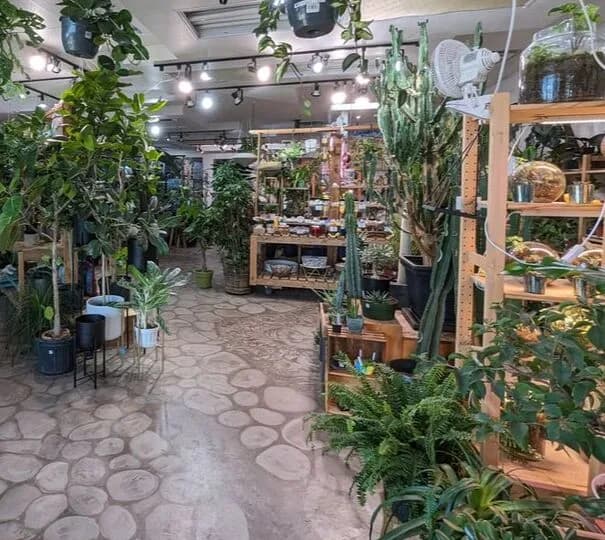 Denver Terrarium Classes plant shop in Centennial, Colorado