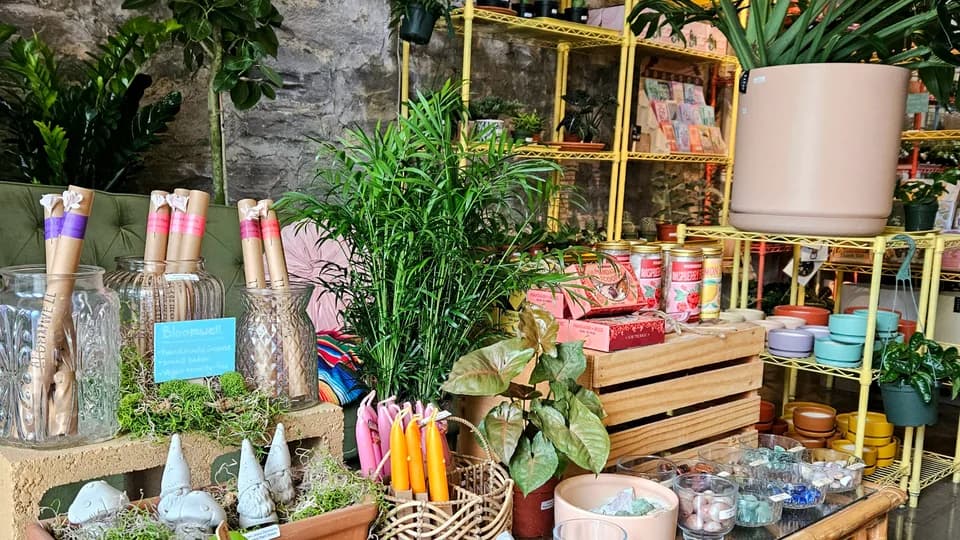 Desert and Vine Botanical Supply plant shop in Nashville, Tennessee