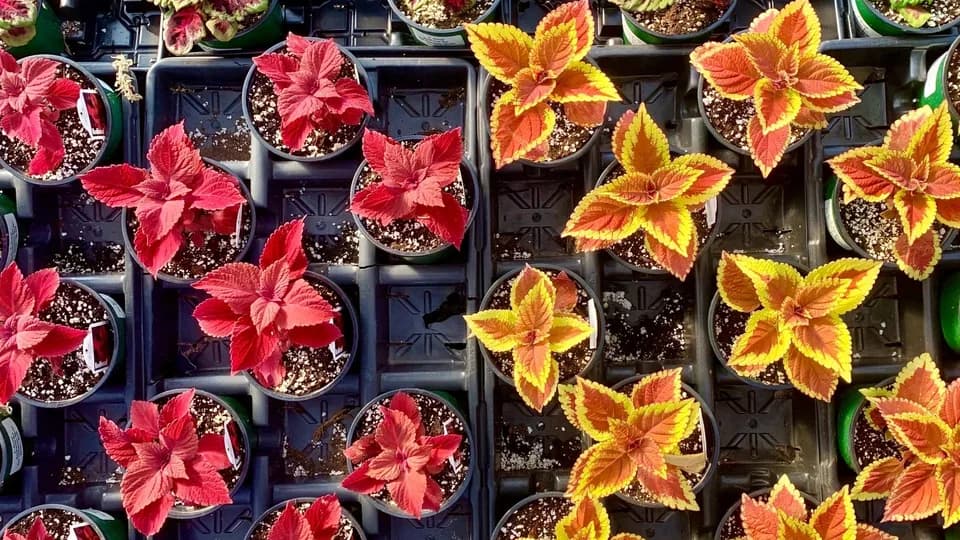 Earl Thieneman Garden Center plant shop in Louisville, Kentucky