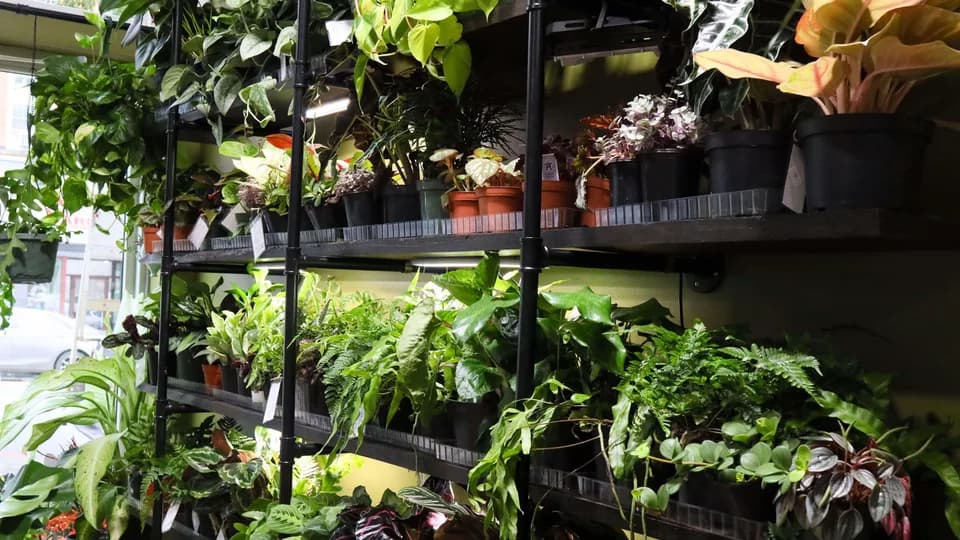 Houseplanted Company plant shop in Easton, Pennsylvania