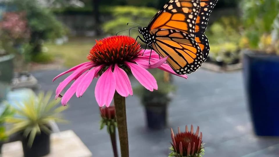 Inland Bays Garden Center plant shop in Frankford, Delaware