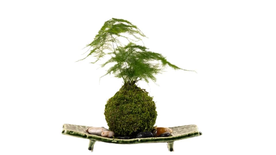 Kokedama by Kodama Forest plant shop in San Diego, California