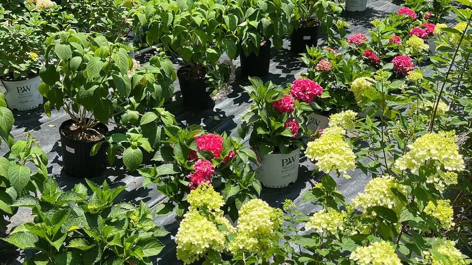 Late Bloomers Nursery & Landscaping plant shop in Mt Holly, North Carolina