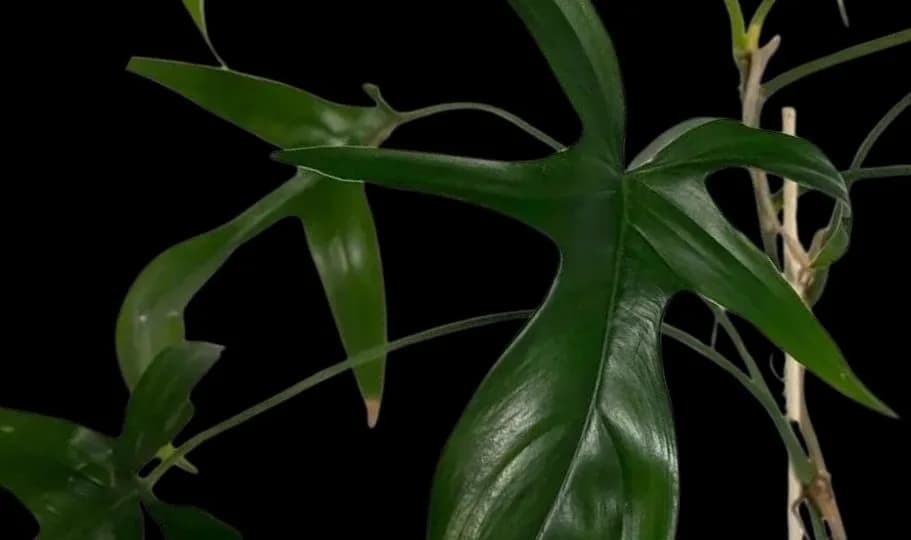Lush Lady Plants LLC plant shop in Sun Prairie, Wisconsin