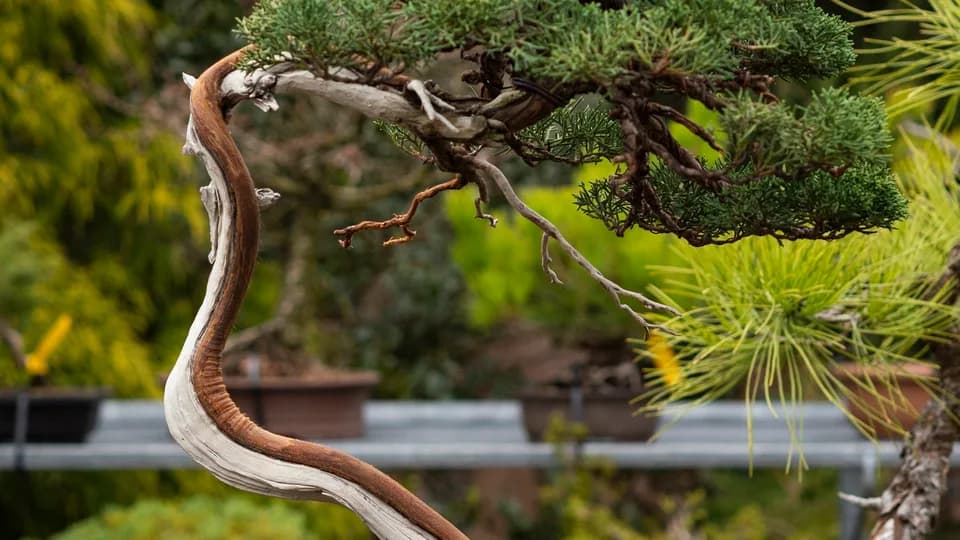 Maple Leaf Bonsai plant shop in Pomona, New York