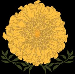 Marigold Flower Co. plant shop in Tampa, Florida