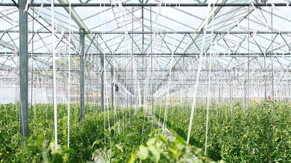 Maximum Grow Gardening plant shop in Indianapolis, Indiana