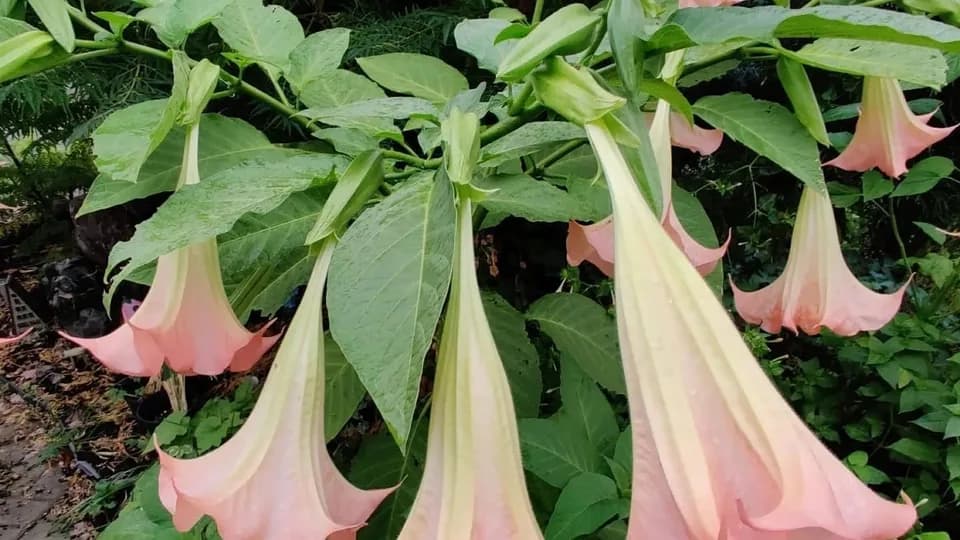 Parkrose Greenhouse plant shop in Portland, Oregon
