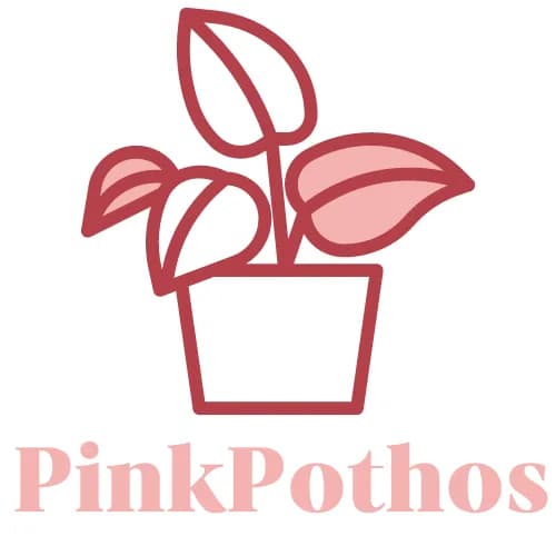 Pink Pothos plant shop in Atlanta, Georgia
