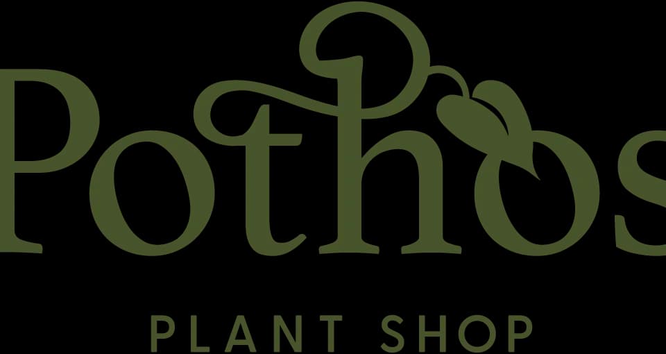 Pothos Plant Shop plant shop in Providence, Rhode Island