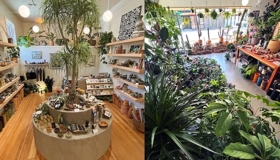 Public Land Store plant shop in Sacramento, California