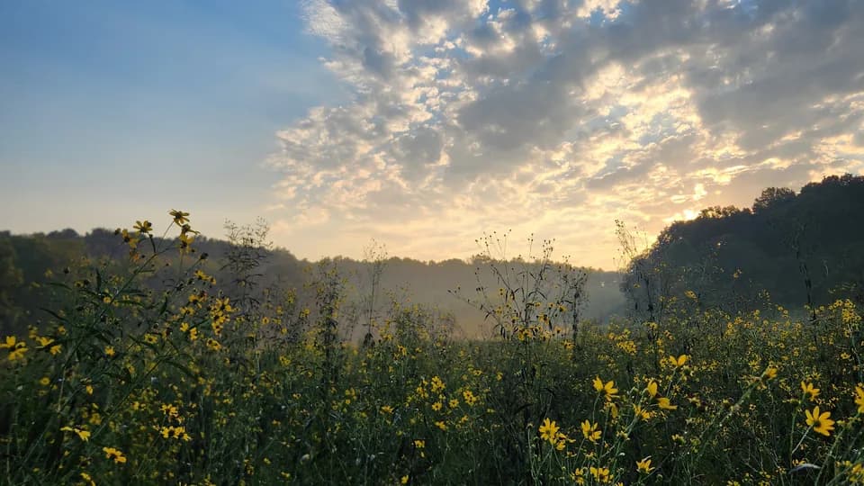 Roundstone Native Seed plant shop in Upton, Kentucky