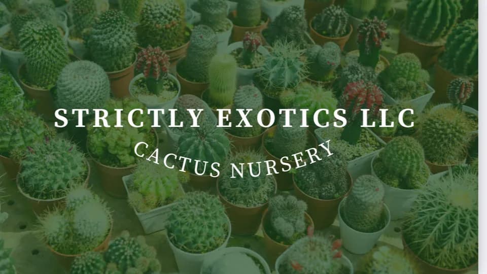 Strictly Exotics LLC. Cactus Nursery plant shop in Phoenix, Arizona