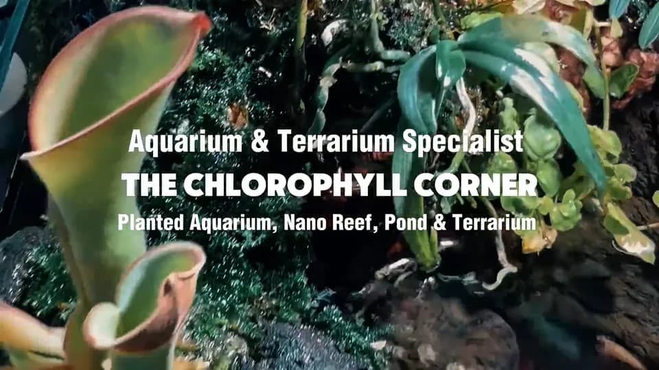 The Chlorophyll Corner - Mesa, AZ plant shop in Mesa, Arizona