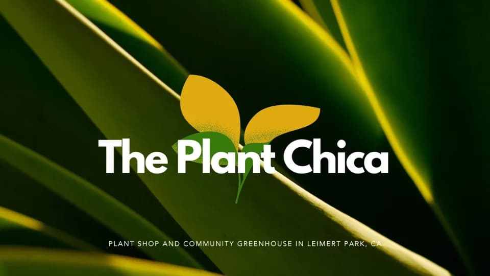 The Plant Chica plant shop in Leimert Park, California