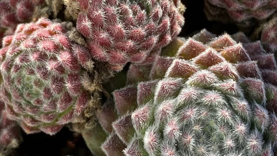 thicket plant shop in Portland, Oregon