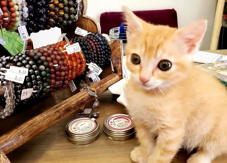 Twinkle Twinkle Little Store Apothecary, Crystals and More plant shop in Cheyenne, Wyoming