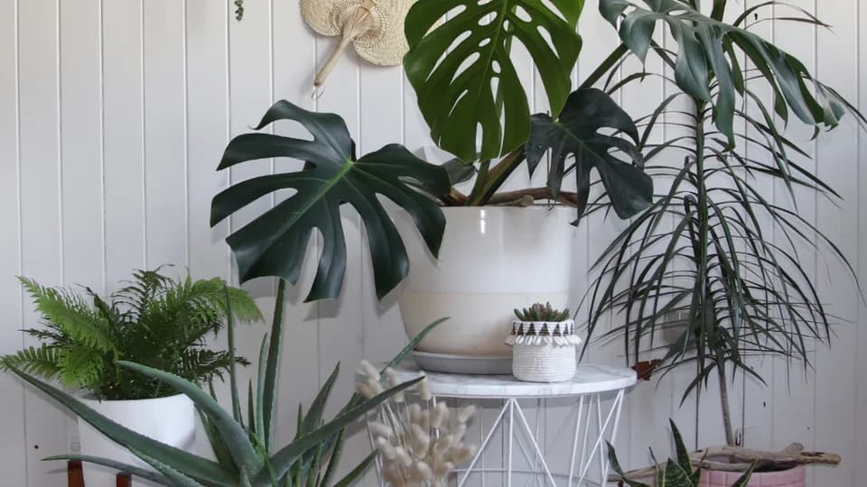 Wandering Roots plant shop in Martinsburg, West Virginia