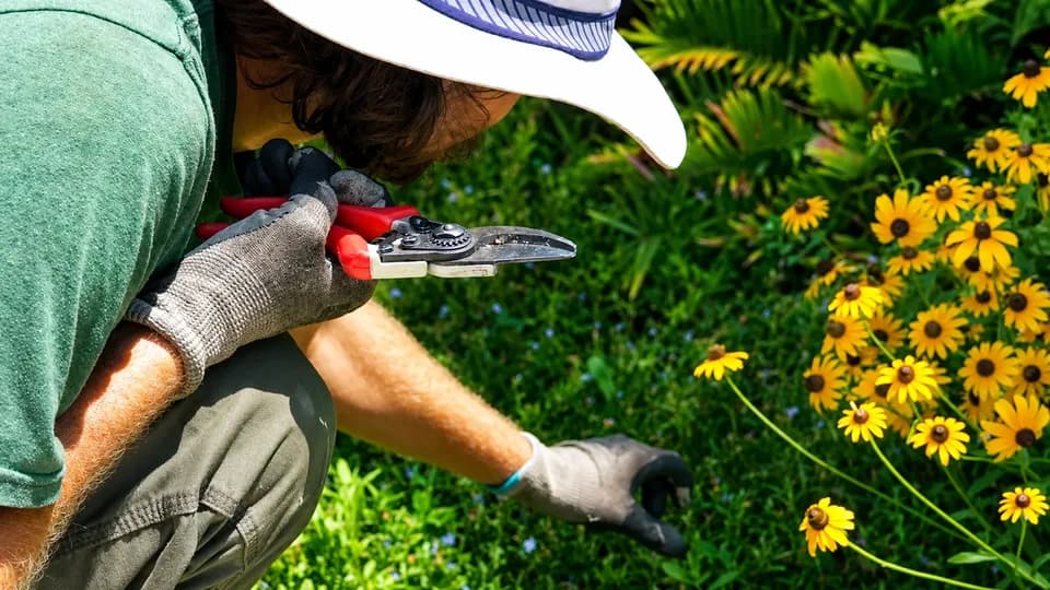 Wise Hands Native Plant Landscaping & Wholesale Nursery plant shop in St. Petersburg, Florida