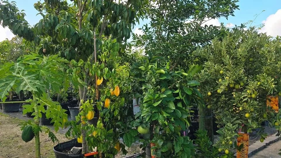 Al's Fruit Trees LLC plant shop in Miami, Florida