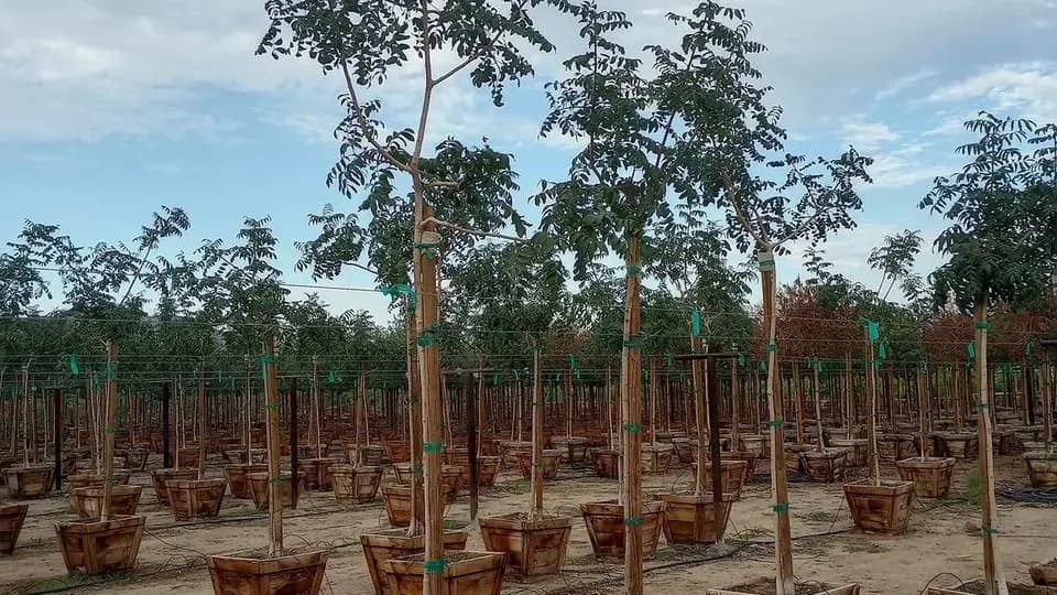 Ball Nurseries (growing yard) plant shop in Laveen Village, Arizona