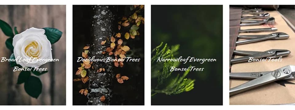 Bella Bonsai Nursery plant shop in Waynesboro, Virginia