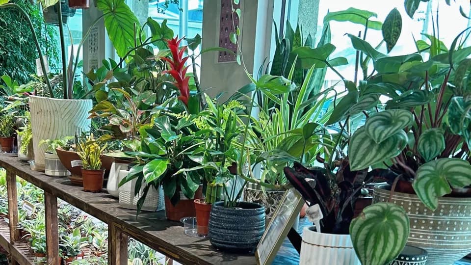 Beth's Roots & Shoots plant shop in Bountiful, Utah