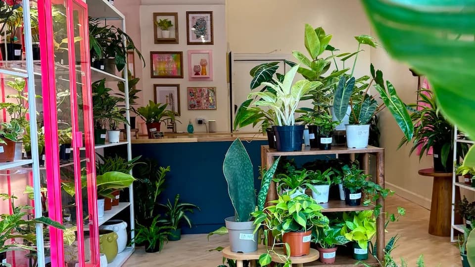 Chicago Plant Babe plant shop in Chicago, Illinois