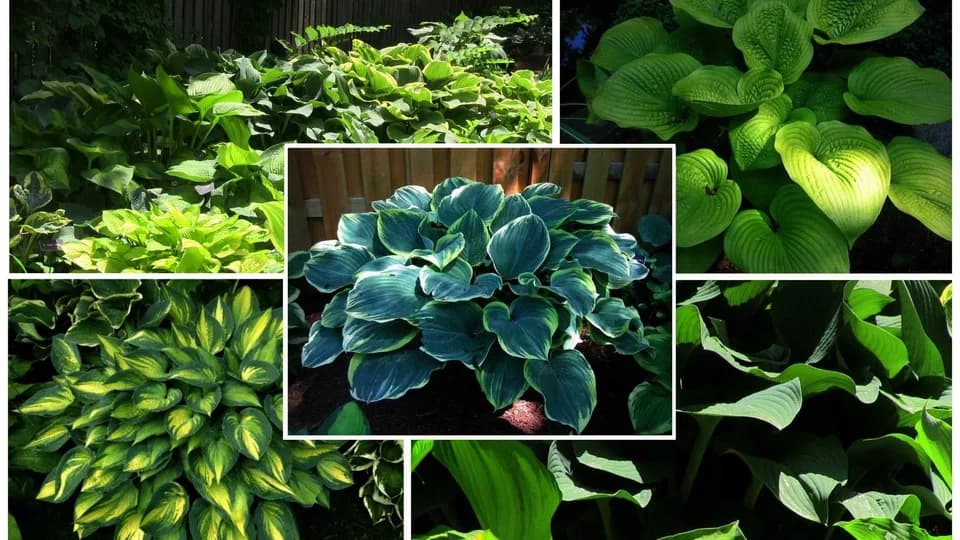 Hosta Garden Companions plant shop in Madison, Wisconsin