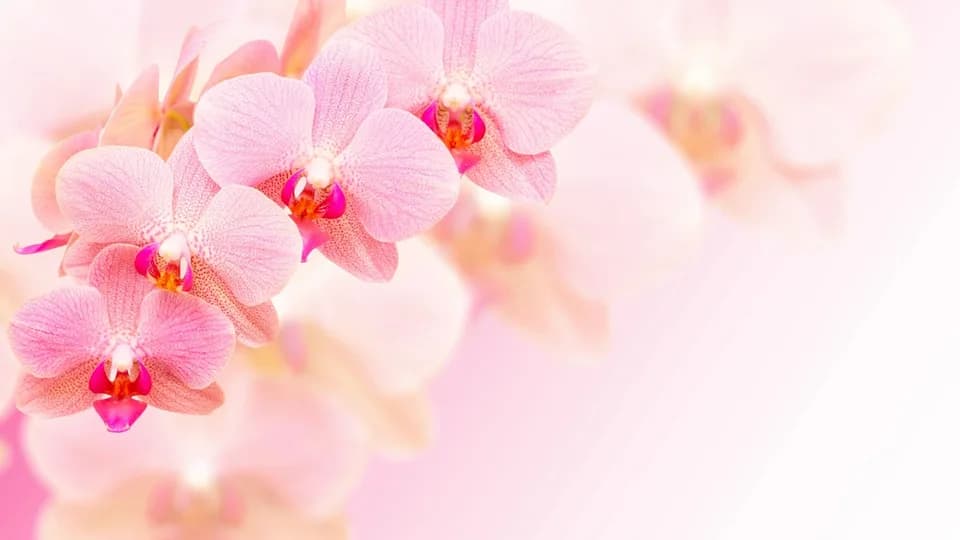 Mr Orchid plant shop in Miami, Florida