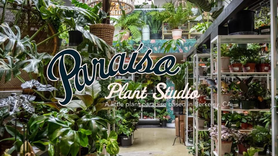 Paraíso Plant Studio plant shop in Berkeley, California