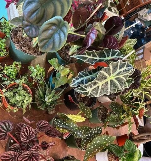 SilverGreenZ plant shop in Albuquerque, New Mexico