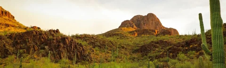Sunset Nursery plant shop in Tucson, Arizona