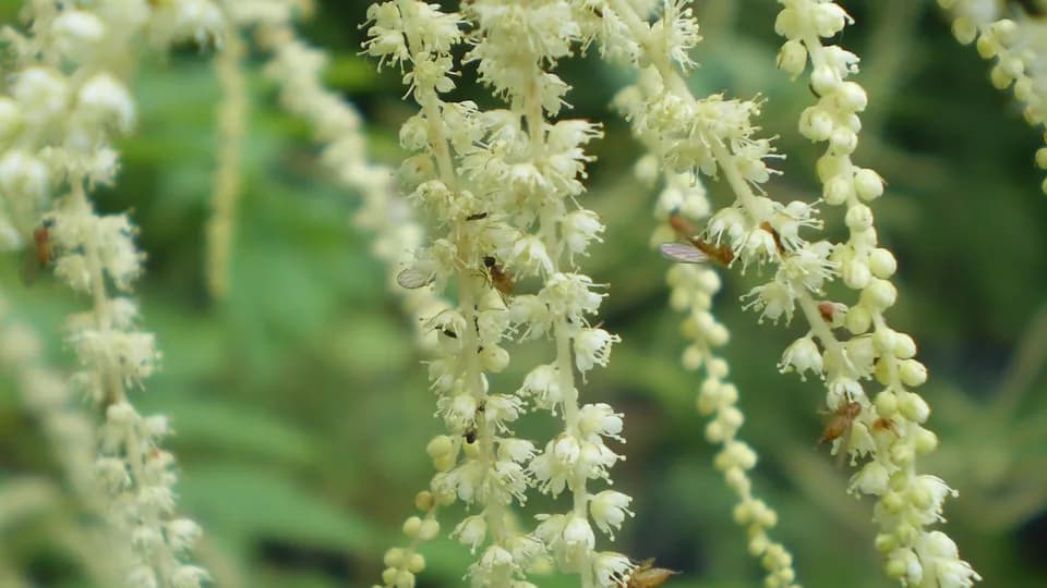 Tadpole Haven Native Plants plant shop in Woodinville, Washington