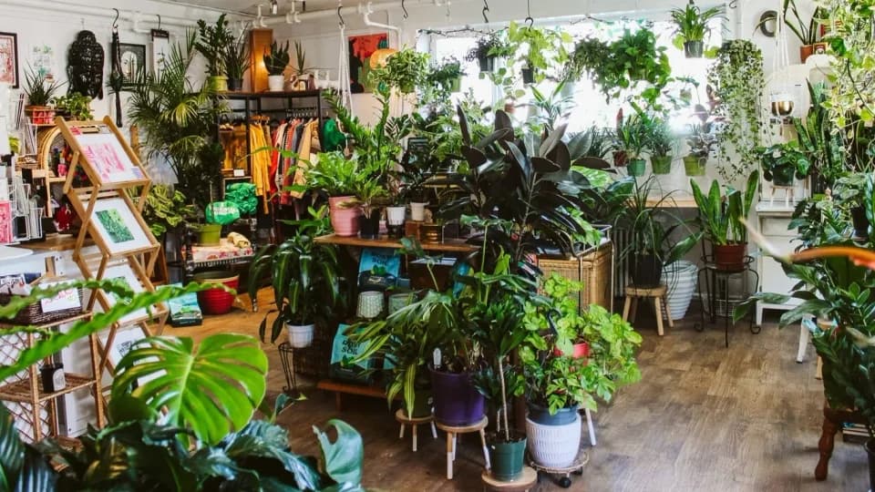 Tigerlily Goods • Denver Houseplants and Gift Shop plant shop in Denver, Colorado