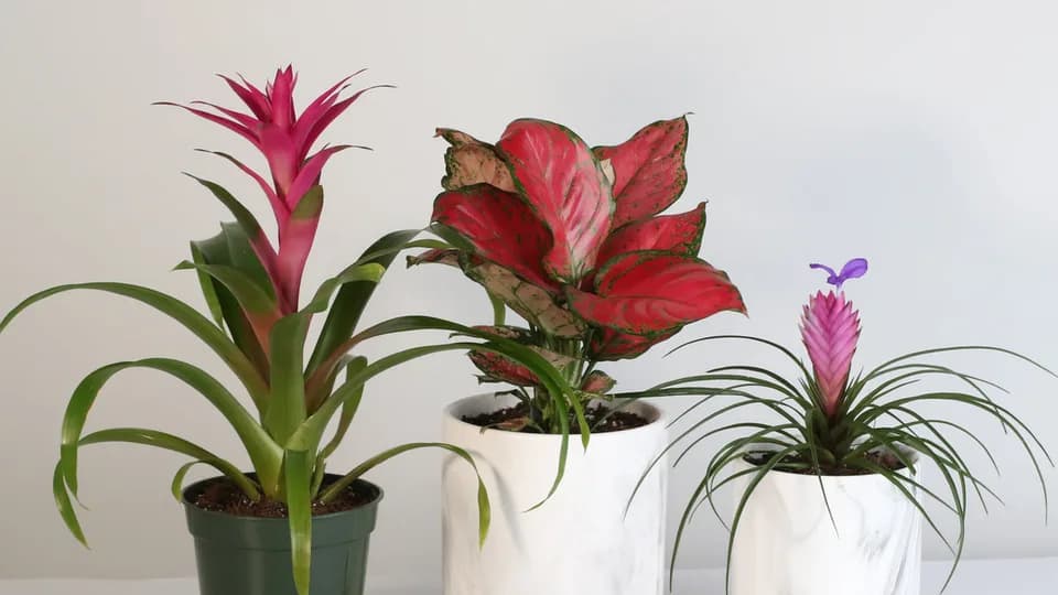 Verdant Lyfe, LLC plant shop in Coral Springs, Florida