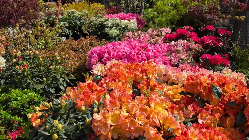 Zenith Holland Nursery plant shop in Des Moines, Washington